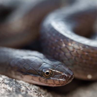 Nat Snake W V Zyl